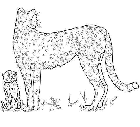 Baby Cheetah And Mother Coloring Page